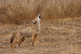 Illustration for article titled Wednesday Woof - Canis latrans Edition